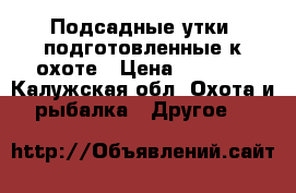 Подсадные утки, подготовленные к охоте › Цена ­ 2 000 - Калужская обл. Охота и рыбалка » Другое   